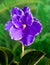 African Violet (Saintpaulia) flower