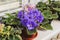 African violet, Saintpaulia flower on window sill