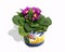 African violet Saintpaulia in a Hand Painted Spanish Garden Pot