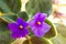 African violet. Saintpaulia ionantha