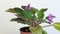 African Violet Saintpaulia ionantha plant varieties Cosmic Ice.