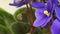 African Violet(Saintpaulia sp.) Flower Time-lapse