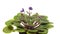 African Violet(Saintpaulia sp.) Flower Time-lapse