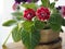 African violet Saintpaulias Gesneriaceac dark pink and red flower blooming in brown color clay pot blurred of background