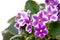 African violets as a postal card