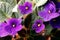 African Violets (saintpaulia)