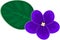 African violets (saintpaulia)