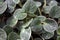 African violets Saintpaulia Ionantha Subspecies Pendula plant leaf background