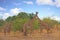 African vista with giraffes against a nice blue cloudy sky, south luangwa national park