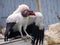 African Vulture