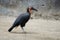 African vulture bird on the ground