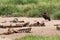 African Vulture and Bones