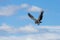 African vulture in flight