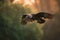 African vulture in flight sunset. - Generative AI art