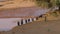 African Vulturine Guineafowl Sitting In A Row By The Pond On The Red Sand