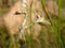 African Wandering Violin Mantis Close-up Gongylus gongylodes