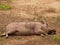 African Warthog