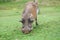 An african warthog