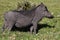 African Warthog