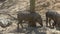 African warthog family in the wildlife