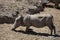 African warthog kneeling down to eat