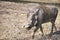 African Warthog walking