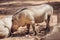 African warthogs profile portrait