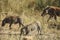 African warthogs walking and eating