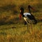 African Water Birds Beautiful Saddle-billed Storks