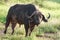 African Water buffalo Serengeti - Syncerus caffer Big Five Safari