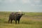 African Water buffalo Serengeti - Syncerus caffer Big Five Safari