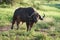 African Water buffalo Serengeti - Syncerus caffer Big Five Safari