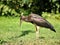 African waterbirds