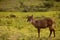 African Waterbuck in long dry grass in a South African wildlife reserve close up