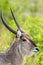 African Waterbuck side portrait against the green vegetation