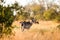 African Waterbuck in a South African wildlife reserve