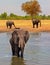 African waterhole with an elephant wallowing and two others in the background