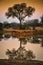 African waterhole with tree reflection at sunset