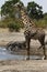 African Watering Hole Safari Highlights