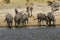 African Watering Hole Safari Highlights