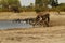 African Watering Hole Safari Highlights