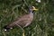 African wattled lapwing