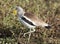 African wattled lapwing