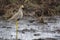 African Wattled Lapwing