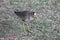 African wattled lapwing