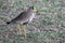 African wattled lapwing