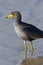 African Wattled Lapwing - Botswana