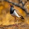 African Wattled Lapwing in Kruger National Park  Made With Generative AI illustration