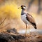 African Wattled Lapwing in Kruger National Park  Made With Generative AI illustration