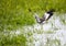 African Wattled Lapwing landing